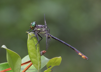 Stylurus laurae, male